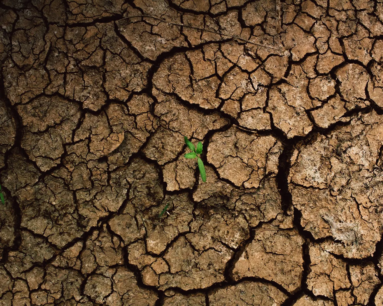 A seedling growing from dry, cracked soil