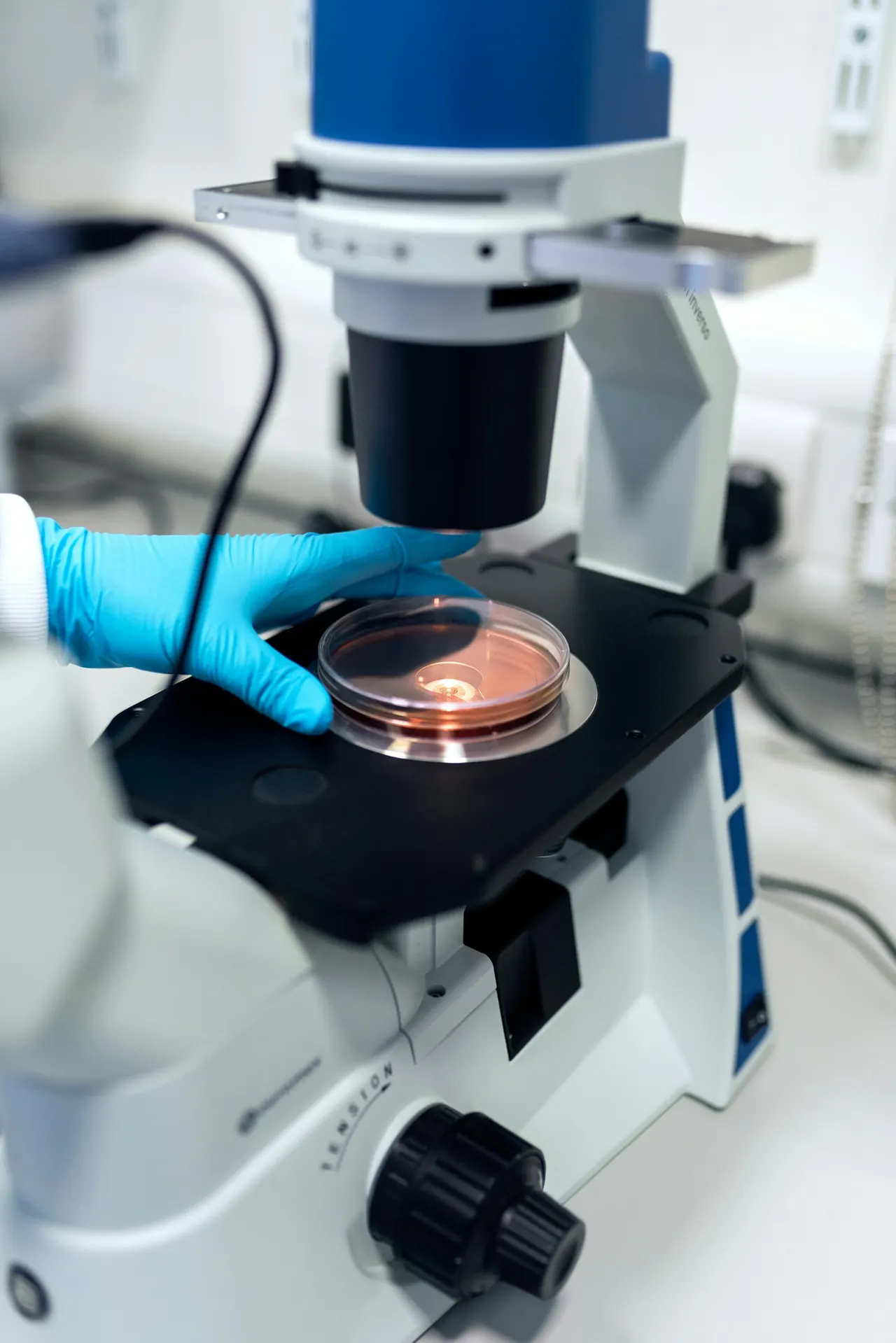 A gloved hand placing a culture dish under a microscope