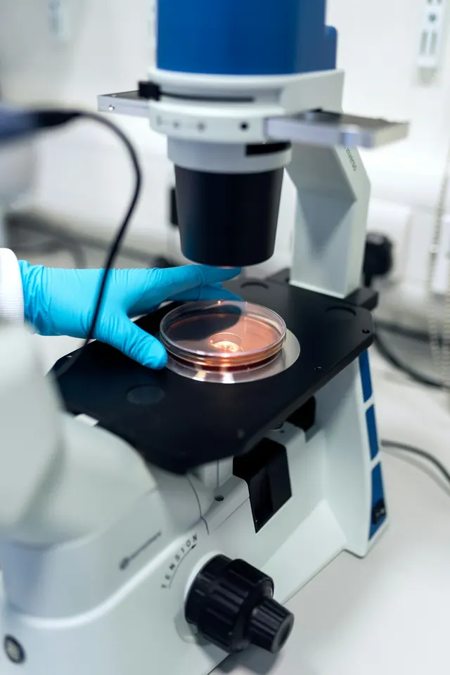 A gloved hand placing a culture dish under a microscope