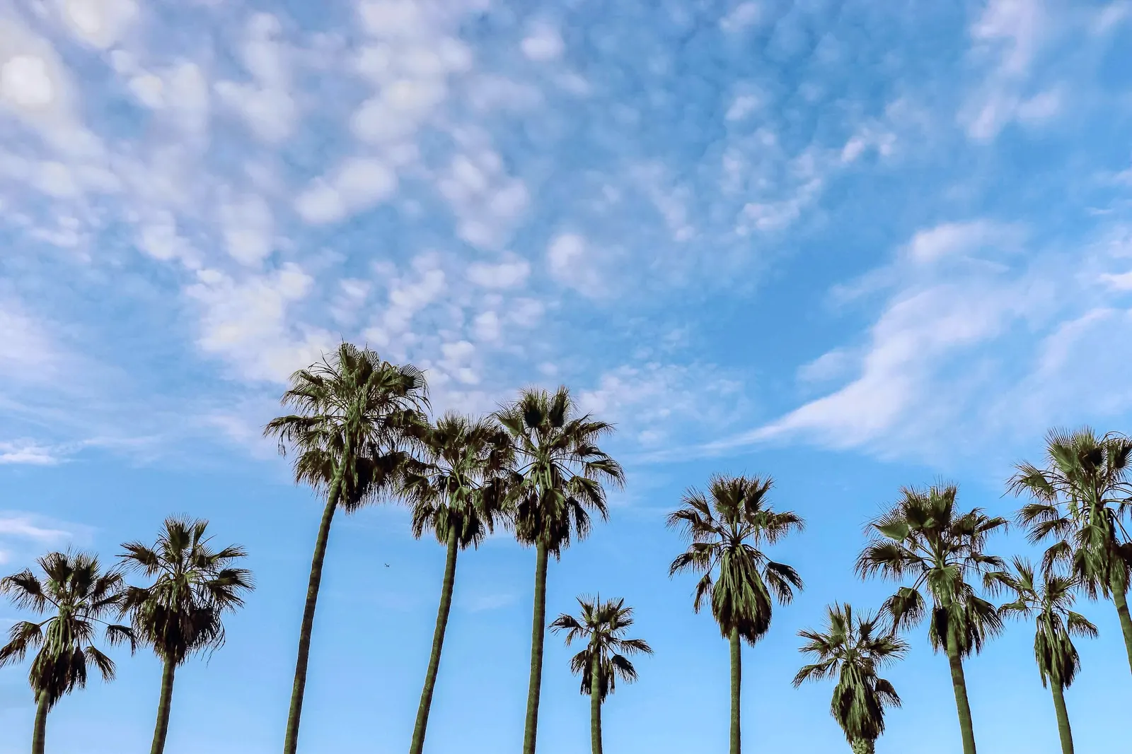 A row of palm trees against a blue sky